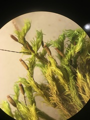 Racomitrium fasciculare