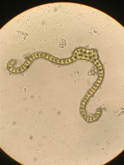 Racomitrium fasciculare