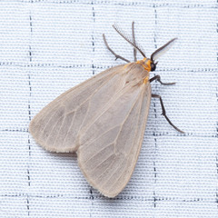Pagara simplex