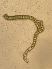 Racomitrium fasciculare