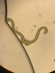 Racomitrium fasciculare