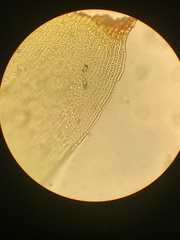 Racomitrium fasciculare