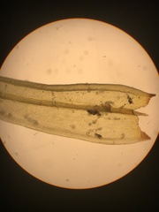 Racomitrium fasciculare