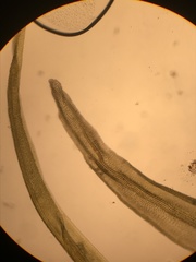 Racomitrium fasciculare
