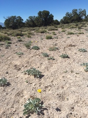 Enceliopsis nudicaulis