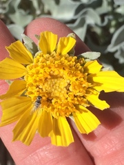 Enceliopsis nudicaulis