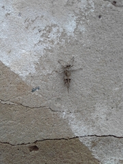 Acrididae