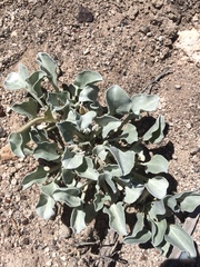 Enceliopsis nudicaulis