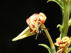 Pachodynerus californicus