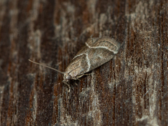Nyctegretis lineana