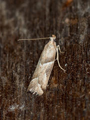 Nyctegretis lineana