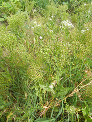 Lepidium chalepense
