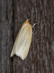 Zelotherses paleana