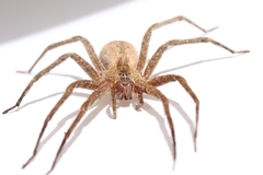 Pisaurina