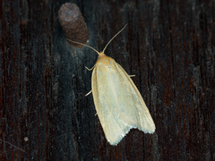 Zelotherses paleana