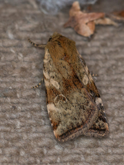 Cryptocala chardinyi