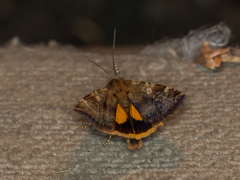 Cryptocala chardinyi