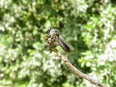 Ommatiini