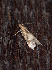 Brachmia blandella