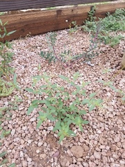 Boerhavia