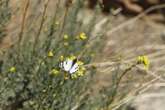 Euchloe eversi