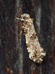 Morophaga choragella