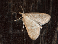 Udea elutalis