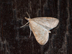 Udea elutalis