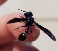 Zethus spinipes spinipes