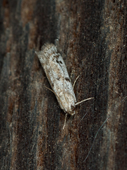 Phycitodes binaevella