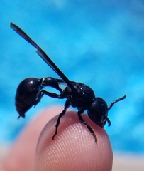 Zethus spinipes spinipes