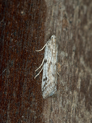 Phycitodes binaevella