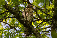 Accipiter cooperii