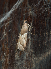 Nyctegretis lineana