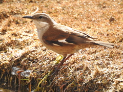 Cinclodes atacamensis