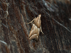 Nyctegretis lineana