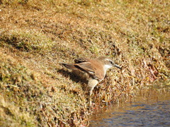 Cinclodes atacamensis