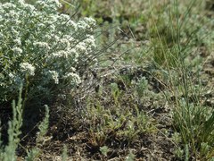 Latrodectus tredecimguttatus