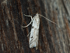 Phycitodes binaevella