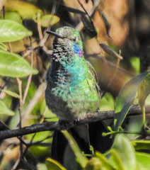 Colibri serrirostris