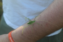 Acrometopa servillea