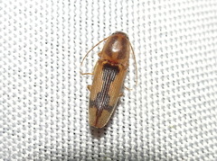 Conoderus vespertinus