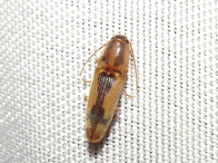 Conoderus vespertinus