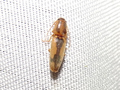 Conoderus vespertinus