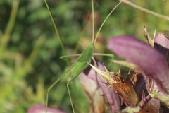 Acrometopa servillea