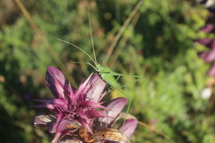 Acrometopa servillea