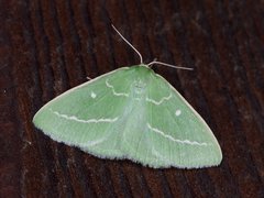 Thetidia smaragdaria