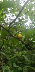 Ximenia