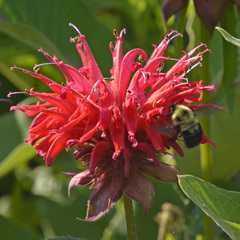 Bombus bimaculatus