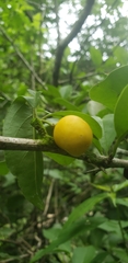 Ximenia